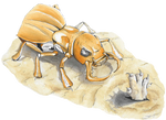 Trapinch's Arena Trap! by Flames-Flare