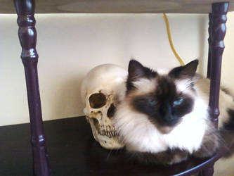 Cat and the Skull