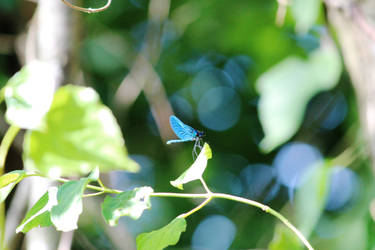 blue dragonfly