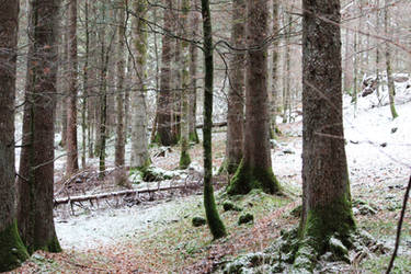 solo silenzio e neve