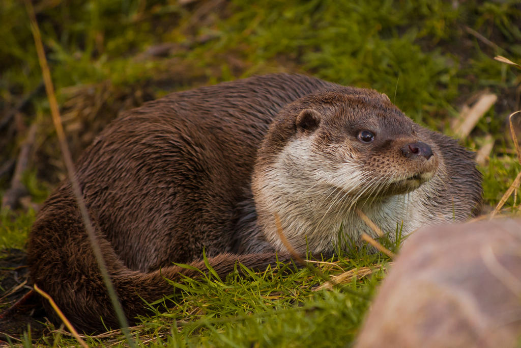 Curious Otter II