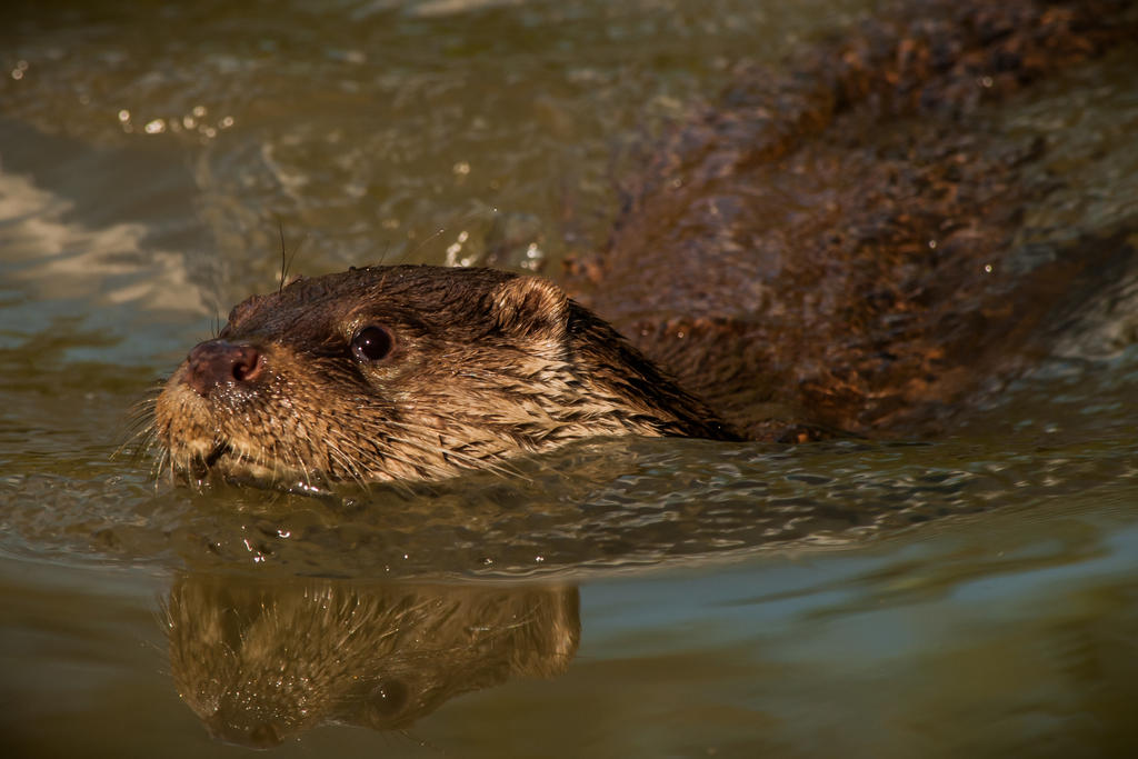 Otter