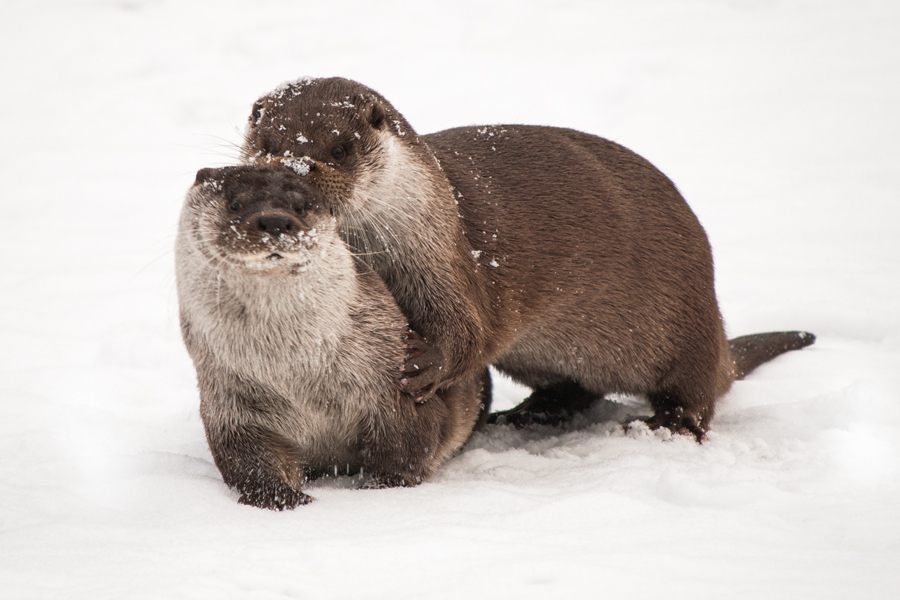 Playing Otters III