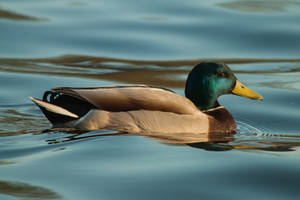 Winter mallard by NicoFroehberg Winter mallard by NicoFroehberg