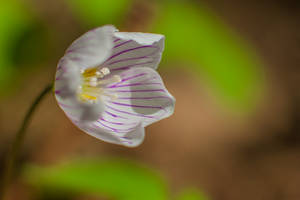 Clover blossom