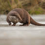 Otter on Ice