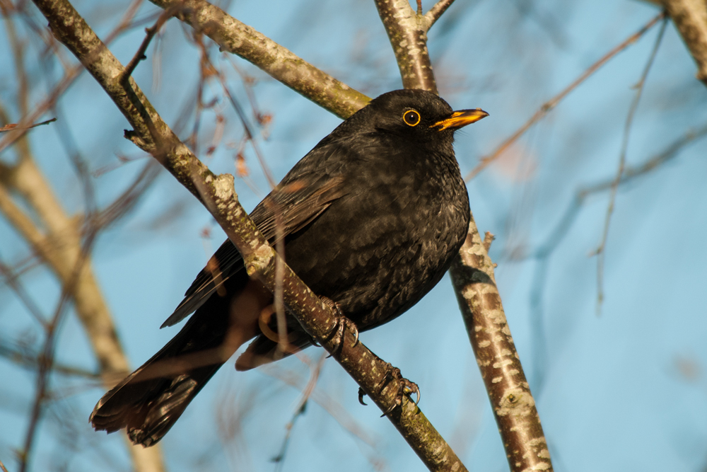 Blue Sky Black Bird