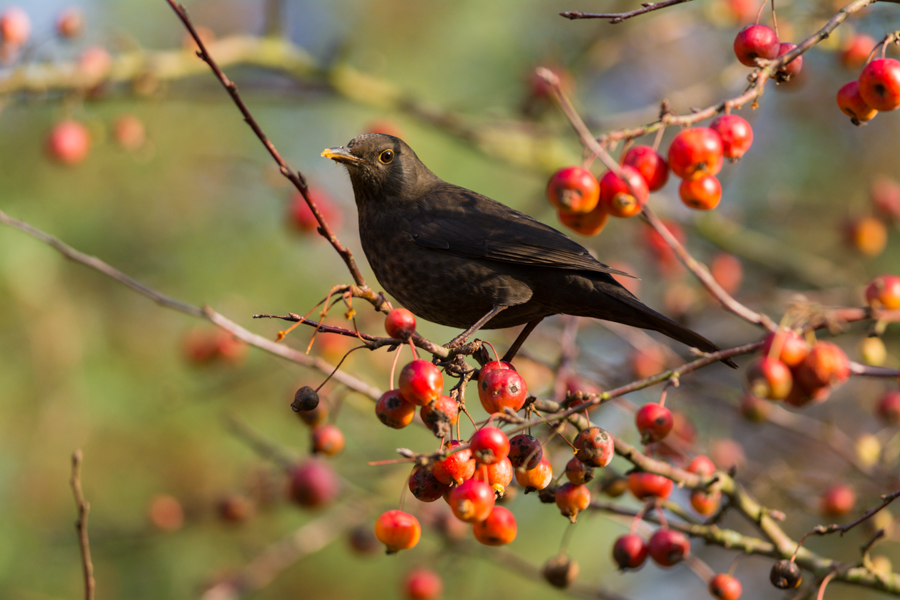 Berries