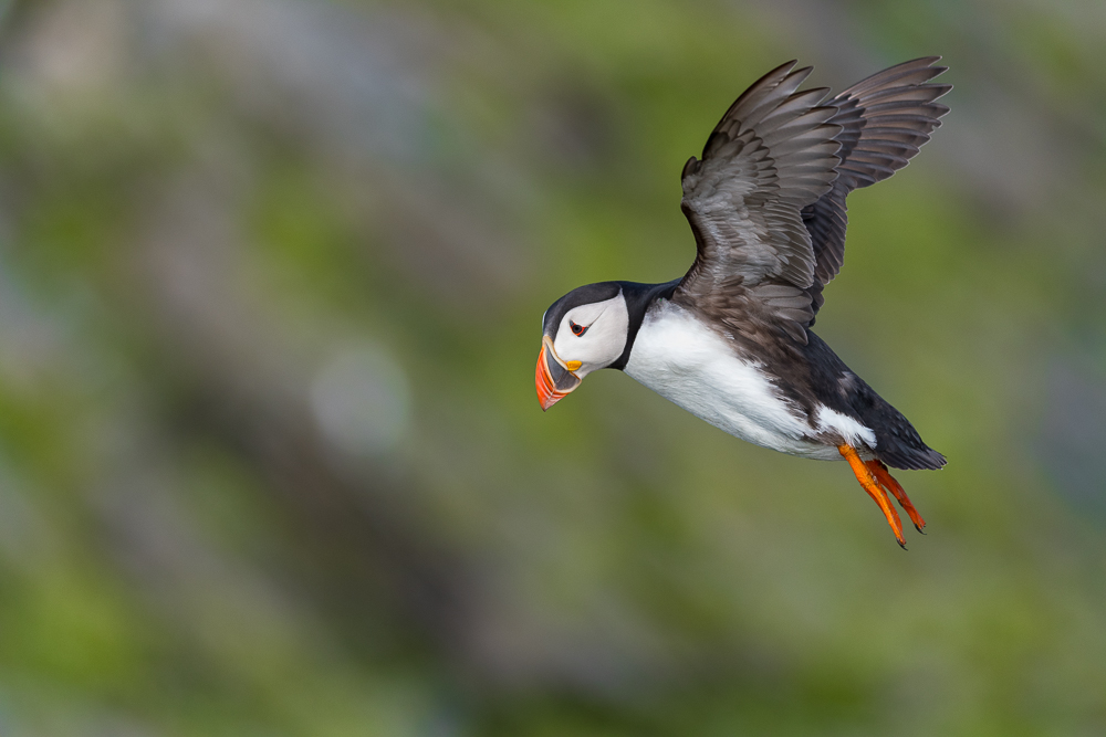 Puffin Takeoff by NicoFroehberg