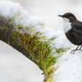 Singing in the Snow