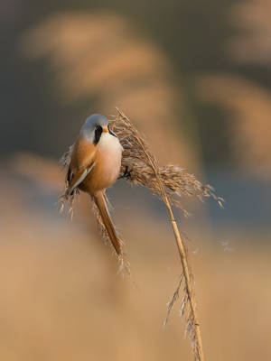 Acrobat in the Wind by NicoFroehberg