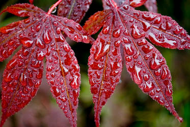 Red Wet