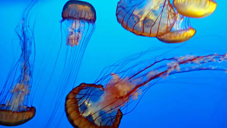 Jellyfish by Monique-G-stock