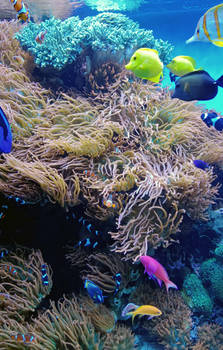 anemone and fish