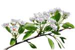 Pear Blossoms 2