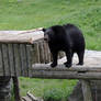 black bear 1