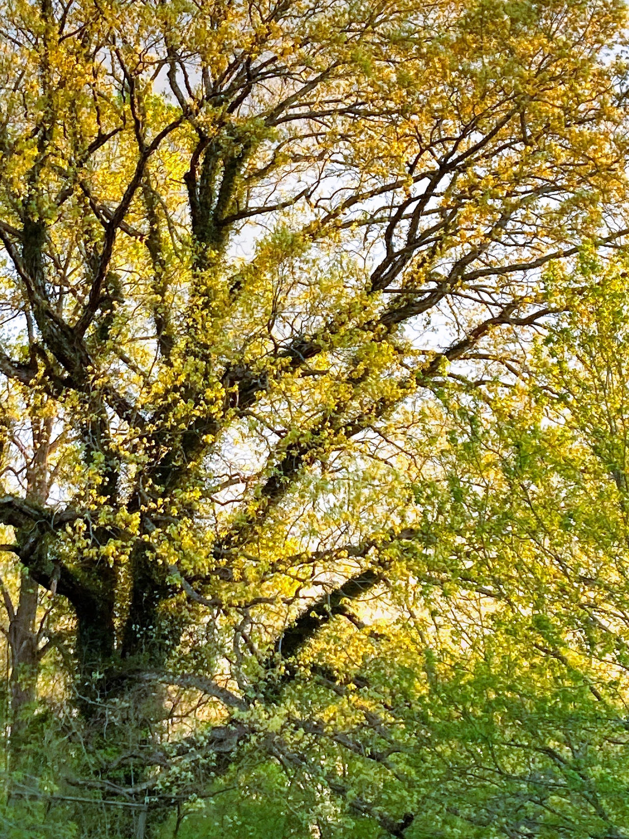 Spring Oak Branch Spring Oak by dru-mcd on DeviantArt