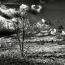 Flying Birds In Monochrome Mood