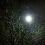 Nightmare Tree