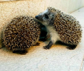 Hedgehog Trio... 10.