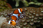 Found Nemo by KingsRansom