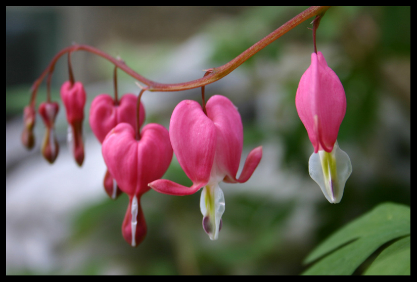 Be Bold - Bleeding Heart 3