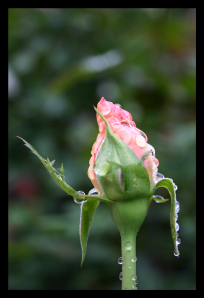 Point - Pink Bud