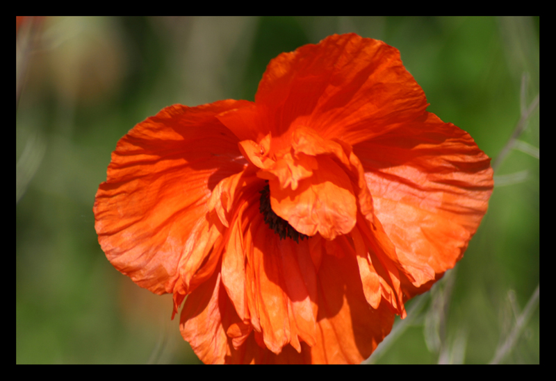 Poppy Series 3