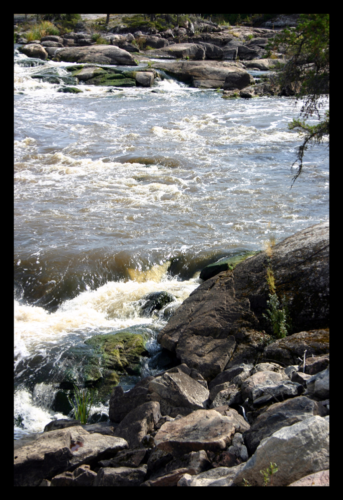 River Plants