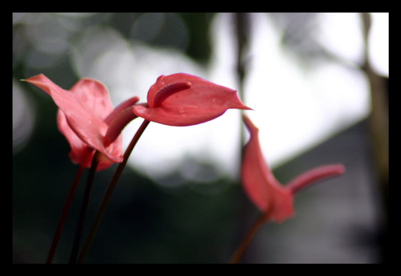 Pink Leaves