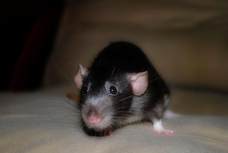 Bolding Rats Bold rat by pidgepudge on DeviantArt