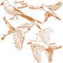 Scissor Tailed Flycatchers (Tumblr Sketches)