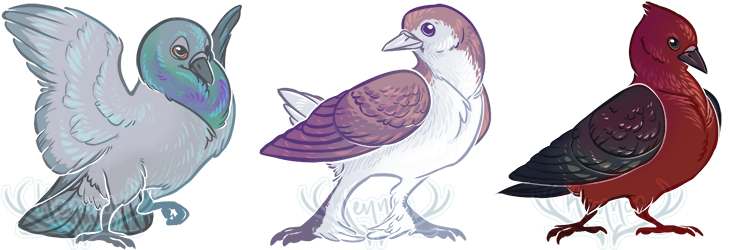 Fancy Pigeons