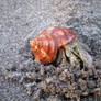 Hermit Hermit Crab