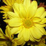 A Yellow Flower