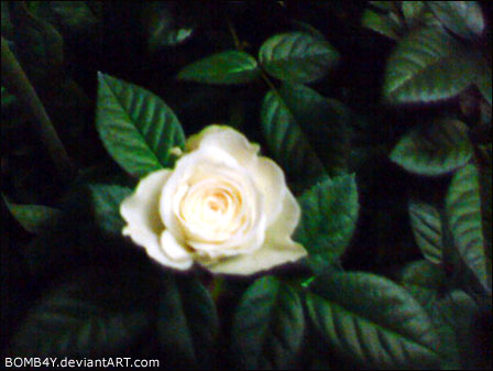 0P: White Rose