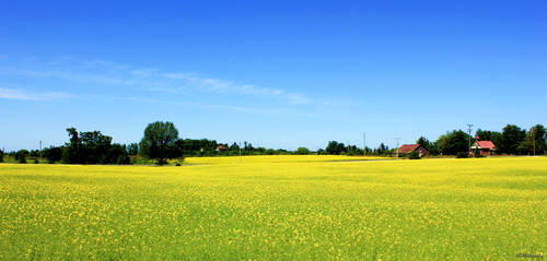 Canola Field