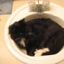 Sink Cat