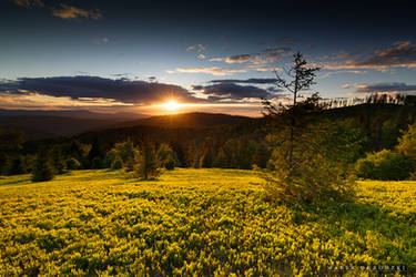 Fields of gold