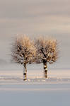 Two Trees in the Snow by Idarlm