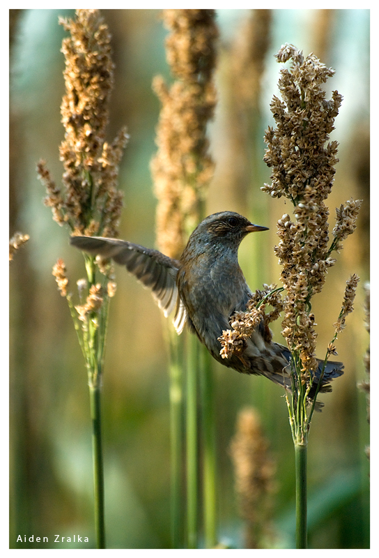 In Flight