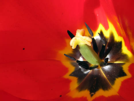 Tulip