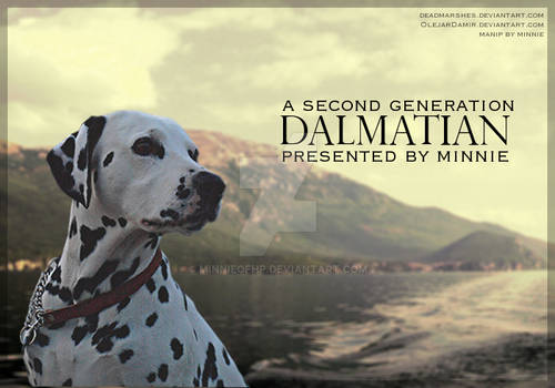 second generation dalmatians - minnie