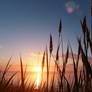 Tall grass and reeds silhouetted against a vivid s