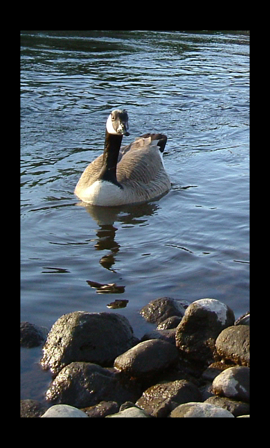 Curious Fellow