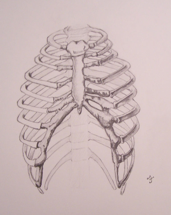 Rib cage