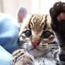 The Baby Ocelot from Zoo