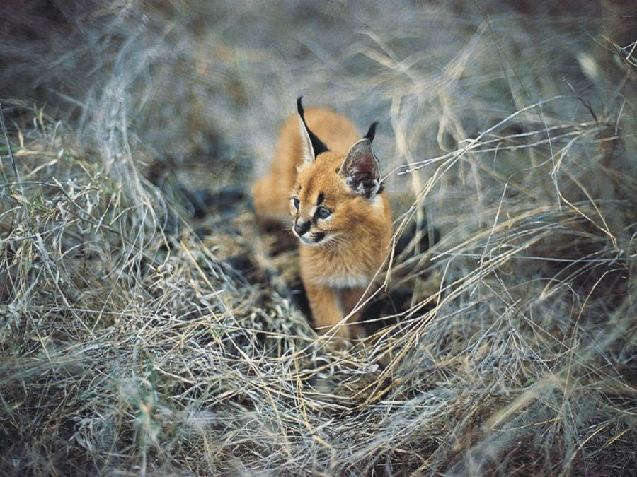 Lost in a Sea of Grass.