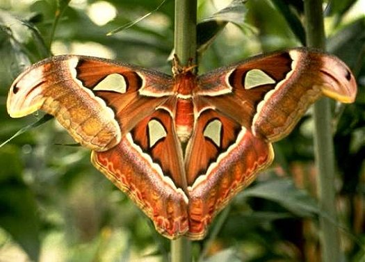 Atlas Moth