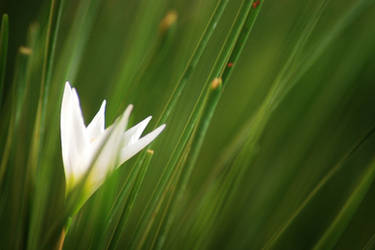 Lush Greenery